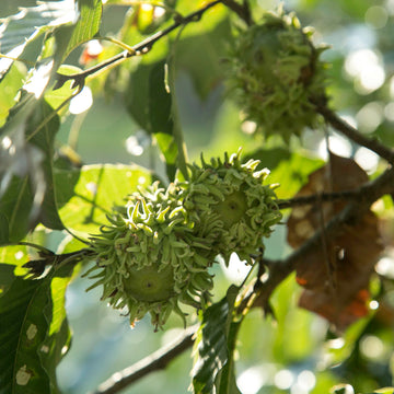 Image of sawtooth oak acorns in a tree.